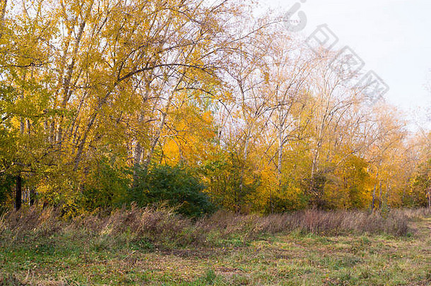 秋天公园里的黄叶树。背景，自然。