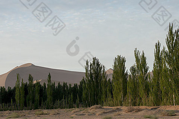 中国甘肃省酒泉市敦煌鸣沙山的树木和沙丘