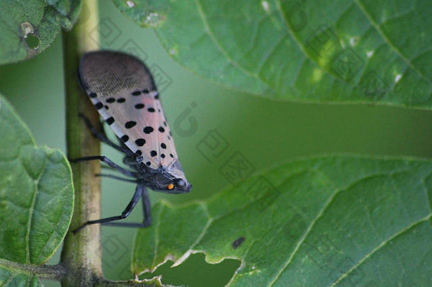 宾夕法尼亚州蒙哥马利县：天树（臭椿属）幼树上的成年斑点灯笼蝇。