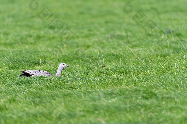 在塔斯马尼亚的格里姆角，一只贫瘠的角鹅坐在茂盛的绿色草地上。