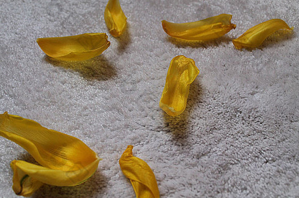 郁金香的黄色花瓣躺在地上
