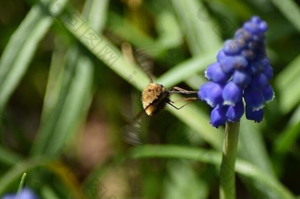 大<strong>黑</strong>暗小幅bee-fly北部半球熊蜜蜂各种早期春天授粉