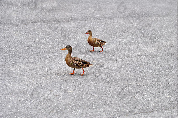 两只雌野鸭在人行道上行走