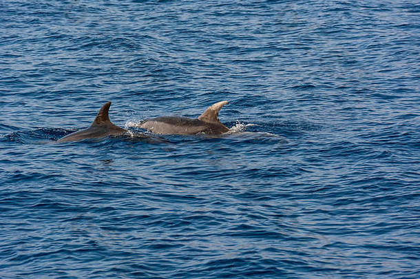 海豚在荒芜的蓝色海洋中游泳——遭遇海洋动物的壮观体验。