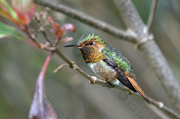 巴拿马塔拉曼卡山脉树枝上栖息的闪烁蜂鸟特写。世界上第二小的蜂鸟