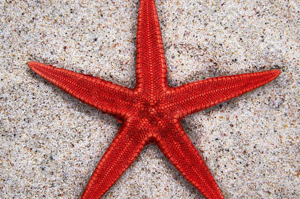 沙滩上的红海星