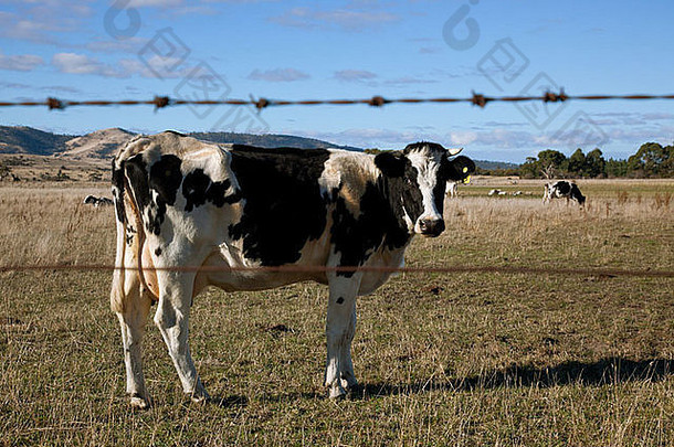 <strong>澳大利亚塔斯</strong>马尼亚，前景带铁丝网围栏的草地上的弗里西亚奶牛