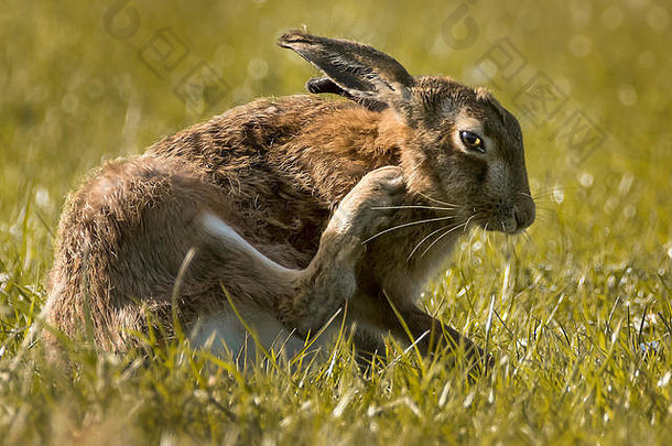 棕色野兔，苏格兰岛