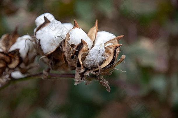 开放盒子成熟的棉花植物模糊背景希腊