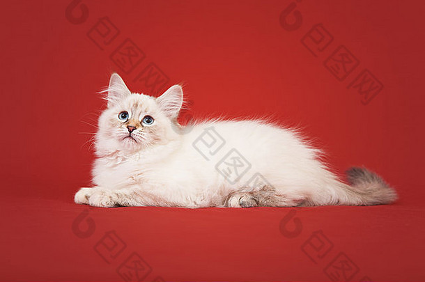 红色背景的西伯利亚森林猫