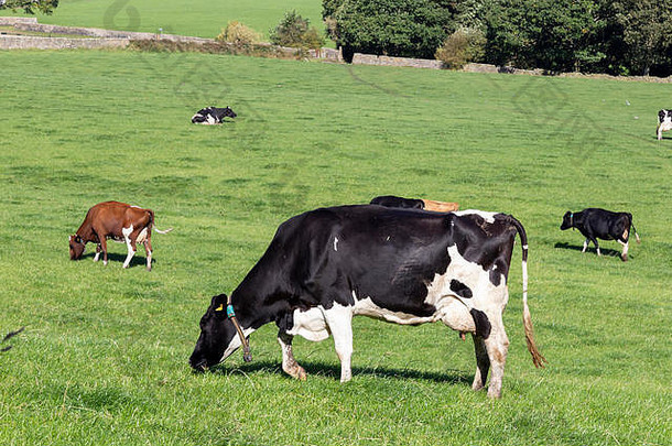 约克郡的一个农场上，一群弗里西亚奶牛（英国）正在吃草。