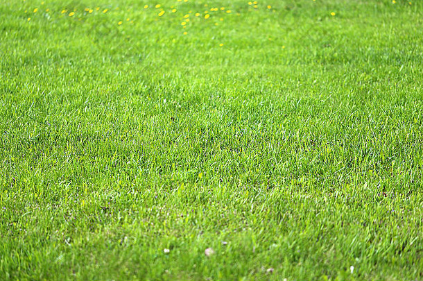 近距离拍摄田野中的绿草