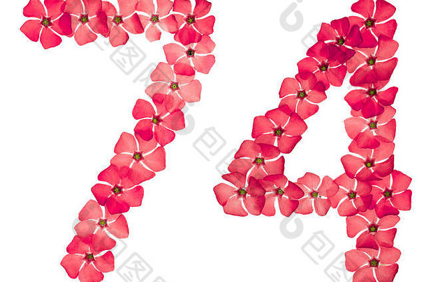 数字74，74，取自长春花的天然红花，在白色背景上分离