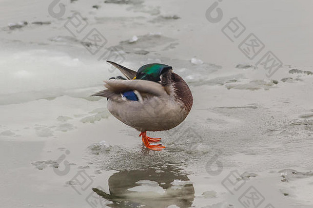 一只红<strong>爪</strong>子的野<strong>鸭</strong>站在浮冰上。<strong>鸭</strong>子清洗羽毛。关于鸟类、自然、季节、北极的现场照片。