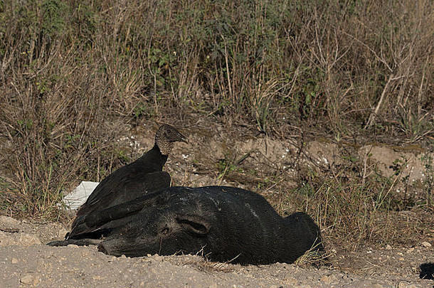 黑秃鹫捕食一头野猪的尸体——黑秃鹫（Coragyps atratus）