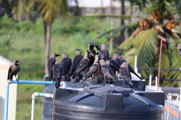 集团黑色的乌鸦自然