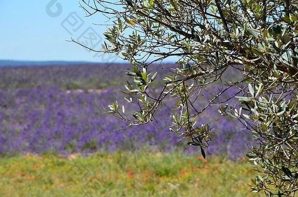 法国普罗旺斯薰衣草芳香的田野，盛开的紫色花朵，草地，前面橄榄树的特写镜头，夏天阳光明媚，背景模糊
