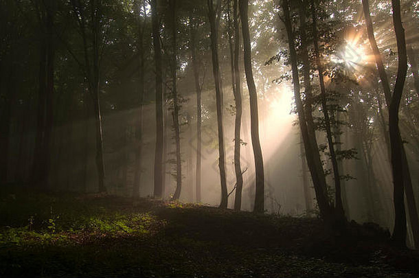雾林中的阳光