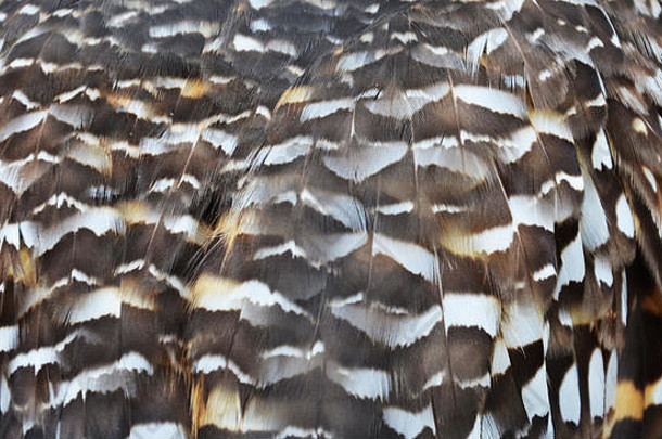 穴居猫头鹰羽毛雅典cunicularia