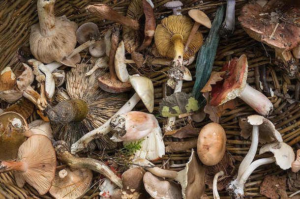 篮子各种真菌毒菌蘑菇收集真菌尝试秋天识别教育