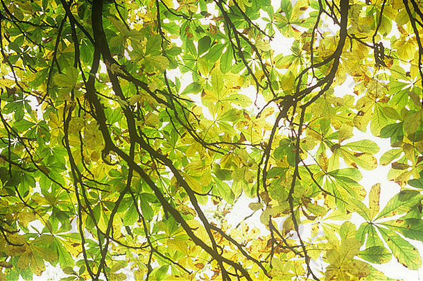在初秋仰望七叶树或七叶树的金黄色和绿色叶子