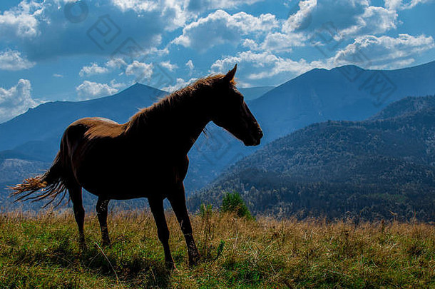一匹<strong>野马</strong>对着喀尔巴阡山脉的山峰眺望远方