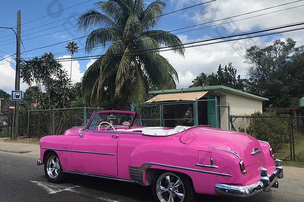 道路上有镀铬部件的粉色复古敞篷车，两侧有棕榈树的热带森林，古巴哈瓦那丛林中的住宅区