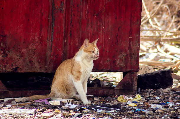 无家可归的红白相间的猫在垃圾桶附近的街道上。宠物保护概念