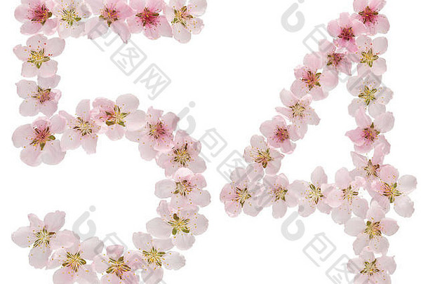 数字54，54，来自桃树的天然粉红色花朵，在白色背景上分离