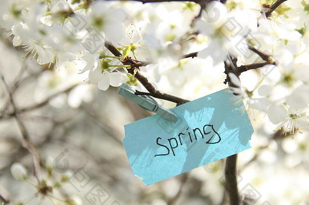 春天标签白色花春天阳光明媚的一天