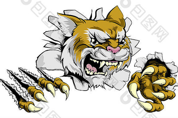 一种强壮的野猫或美洲狮动物运动吉祥物冲破墙壁
