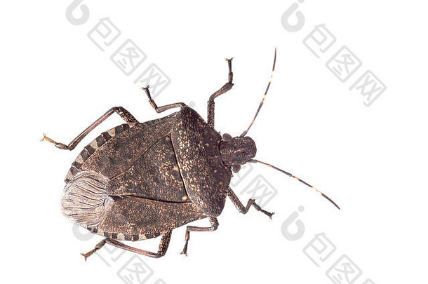 褐斑蝽HalyomorphaHalys，一种来自亚洲的<strong>入侵物种</strong>。白色的隔离带。