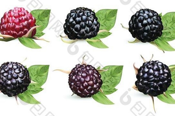 收集新鲜成熟的黑莓，在白色背景上分离出绿叶。夏季浆果接近。向上的美丽的黑覆盆子。三维插图