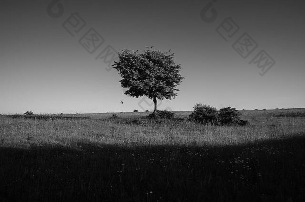 一棵孤独的树和田野地平线上的一个影子。网页设计背景。