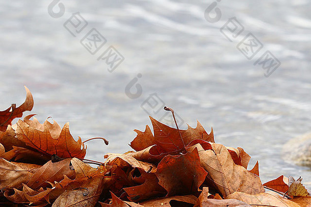 秋天的树叶以模糊的<strong>水</strong>为背景构成了底部的三分之一