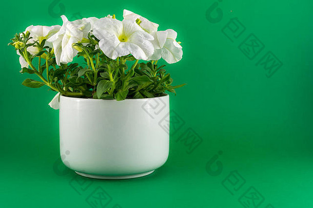 孤立的白色矮牵牛白色花瓶绿色背景复制空间