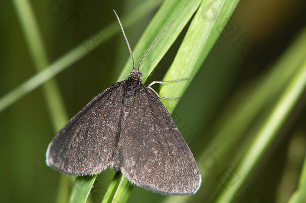 扫烟囱蛾（Odezia atrata）。在草地上休息的尺蠖科独特的黑日飞行物种