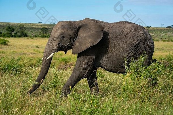 非洲象走过萨凡纳的灌木丛