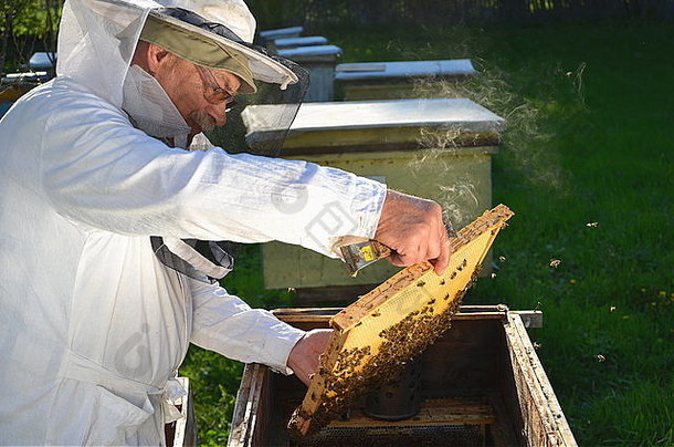 有经验的高级养蜂人在春季在养蜂场进行检查
