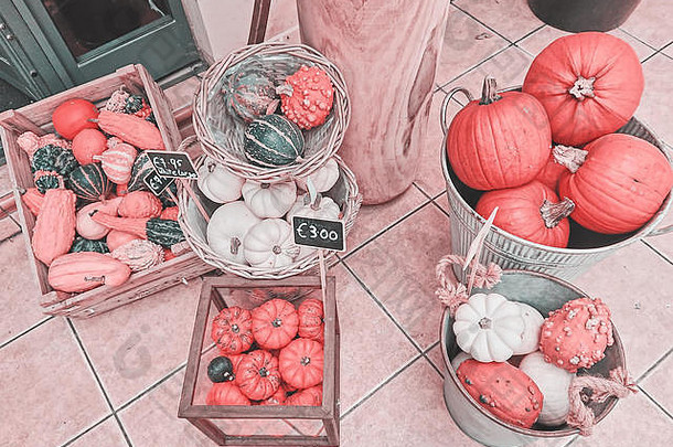在感恩节和万圣节期间出售的篮子和盒子中的各种南瓜，顶部视图，色调