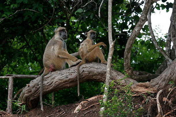 <strong>野生猴子</strong>非洲场哺乳动物动物