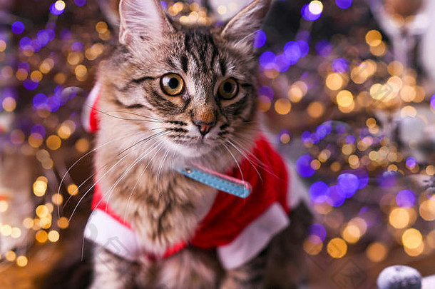穿着圣诞老人衣服的漂亮猫。<strong>背景</strong>是波基，圣诞快乐卡的照片。拷贝空间