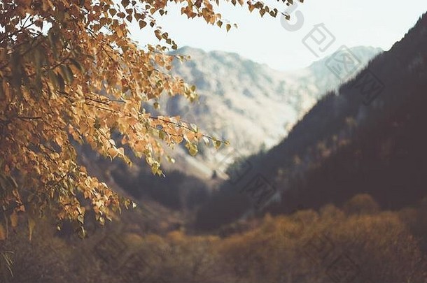 雪山背景下有黄色叶子的树枝。秋意自然背景