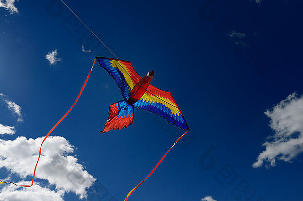 在多伦多市的一个公园里，蓝色和红色的金刚鹦鹉风筝在蓝天下高高地飞翔