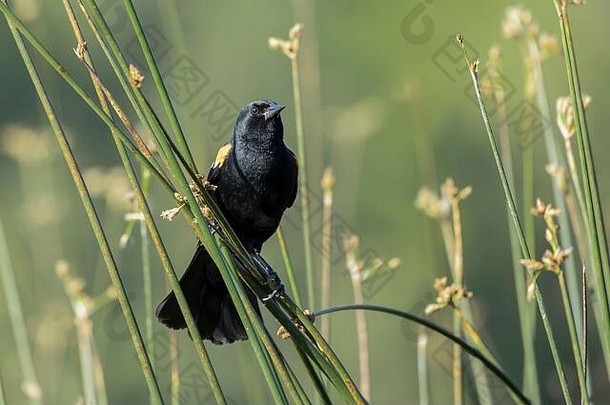 在爱达荷州北部的湿地地区，一只红翅黑鸟栖息在芦苇上。