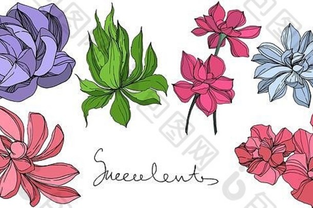 热带植物的肉质花。雕刻水墨艺术插图。分离多汁植物。