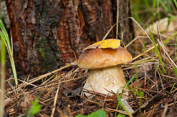 森林中的食用菌美味牛肝菌（Porcini）。帽状蘑菇上的干黄叶。