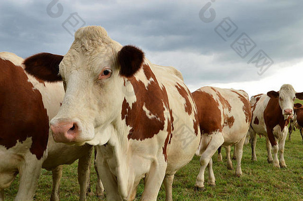一群奶<strong>牛</strong>，或绿色牧场上的奶<strong>牛</strong>。蒙彼利亚德饲养奶<strong>牛</strong>。