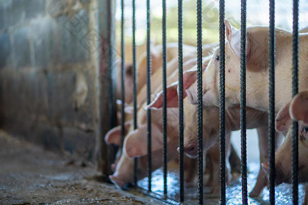 集团猪健康的当地的东盟猪农场牲畜概念标准化清洁农业当地的疾病康迪特