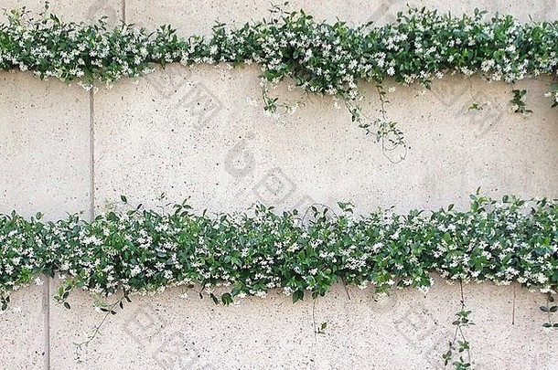 直立墙上种植的茉莉花